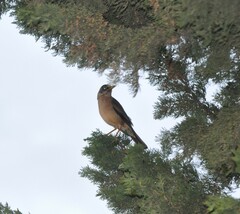 Turdus falcklandii