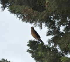Turdus falcklandii