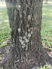 Parmelina tiliacea