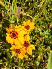 Coreopsis tinctoria