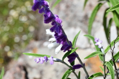 Salvia leucantha