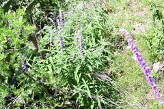 Salvia leucantha