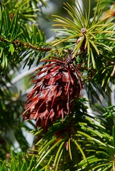 Pseudotsuga macrocarpa