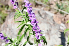 Salvia leucantha