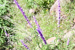Salvia leucantha