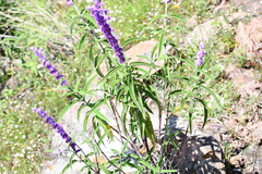 Salvia leucantha