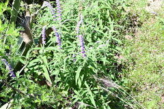 Salvia leucantha
