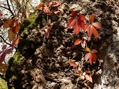 Parthenocissus inserta