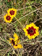 Coreopsis tinctoria