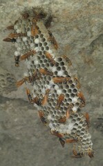 Aphanilopterus