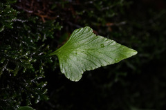 Asplenium trilobum