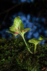 Asplenium trilobum
