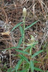 Pterocaulon pycnostachyum