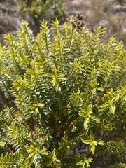 Veronica odora