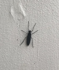Penthetria heteroptera