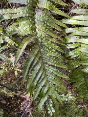Blechnum montanum