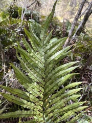 Blechnum montanum