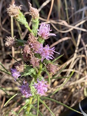 Liatris bracteata