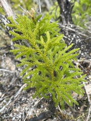 Austrolycopodium fastigiatum