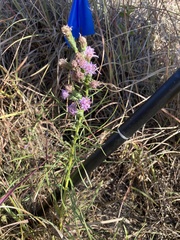 Liatris bracteata