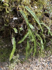 Blechnum penna-marina