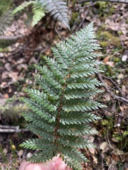 Polystichum vestitum