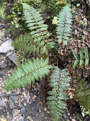 Polystichum vestitum