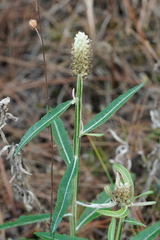 Pterocaulon pycnostachyum