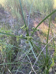 Cyperus entrerianus