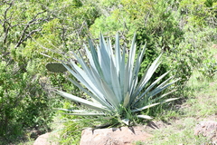 Agave vivipara