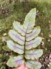 Blechnum procerum