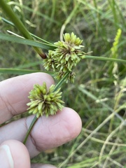 Cyperus entrerianus