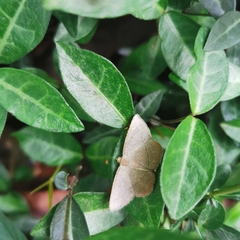 Plesiomorpha flaviceps