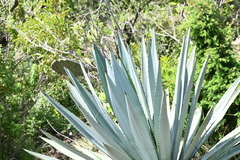Agave vivipara