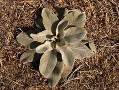 Verbascum thapsus