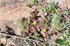 Portulaca mexicana