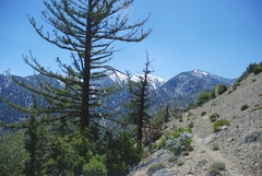 Pseudotsuga macrocarpa