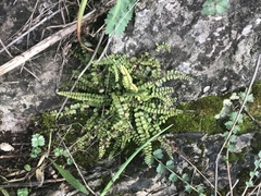 Asplenium trichomanes