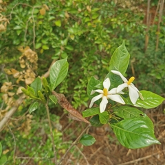 Gardenia jasminoides
