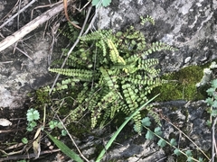 Asplenium trichomanes