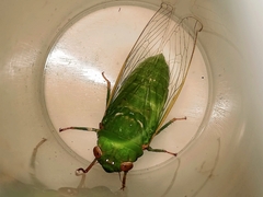 Dundubia
