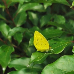 Eurema mandarina