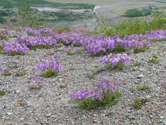 Penstemon cardwellii