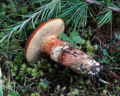 Suillus clintonianus