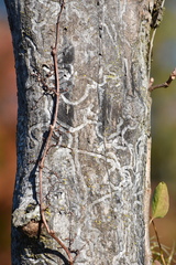 Agrilus planipennis