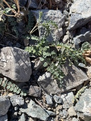 Astragalus