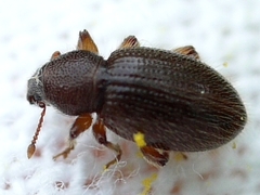 Barypeithes pellucidus