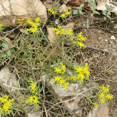 Sedum mexicanum