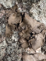 Umbilicaria muhlenbergii