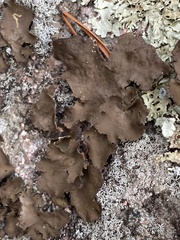 Umbilicaria muhlenbergii